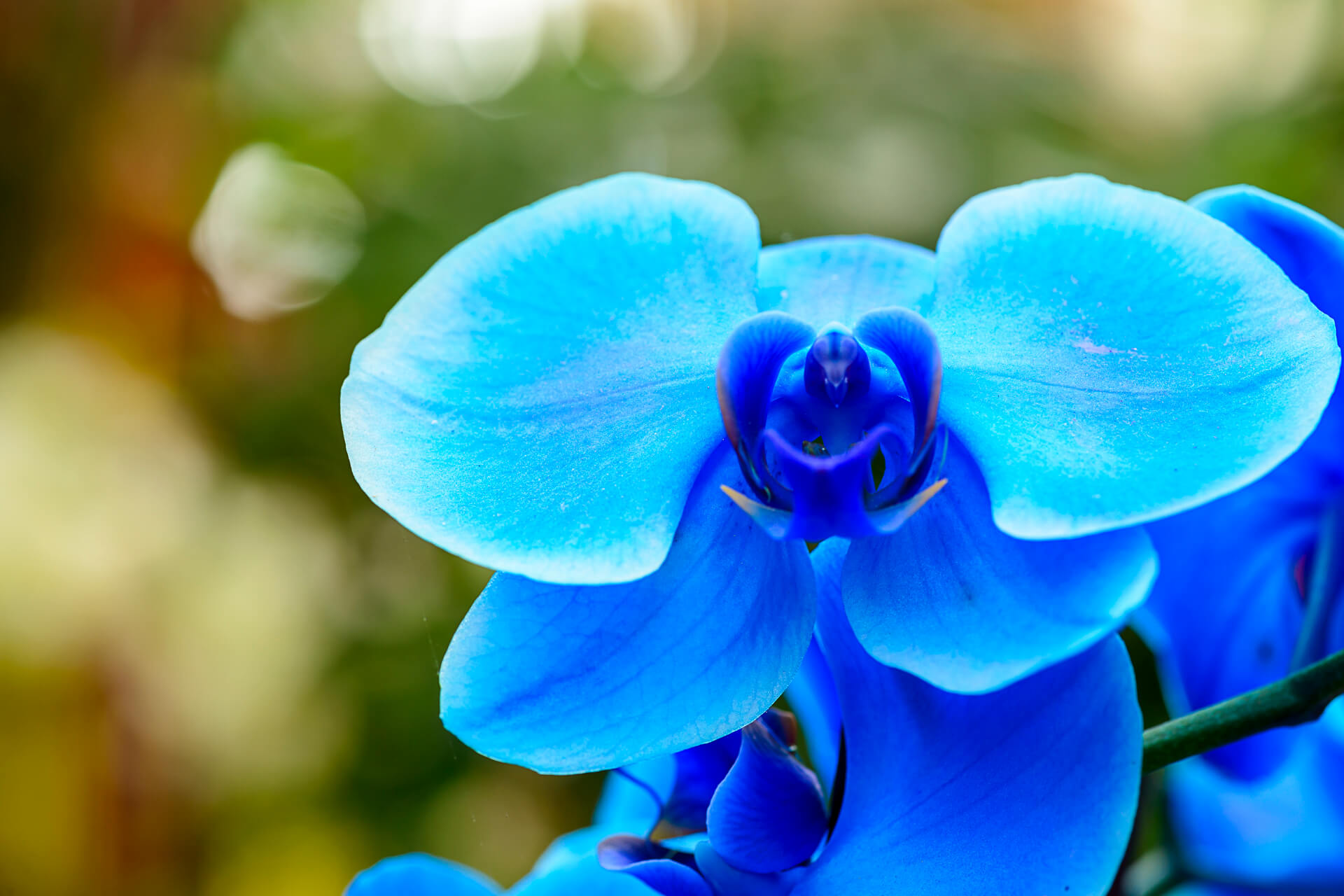 blaue Orchidee